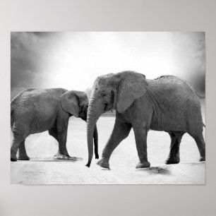 Poster Photographie en noir et blanc des éléphants africa