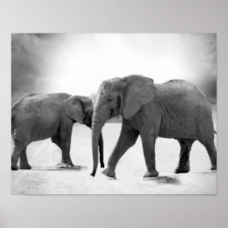 Poster Photographie en noir et blanc des éléphants africa