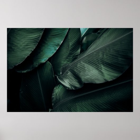POSTER PHOTOGRAPHIE FEUILLE VERTE (Devant)