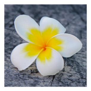Poster Photographie florale de frangipanier tropical