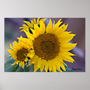 Poster Photographie florale de plan rapproché de