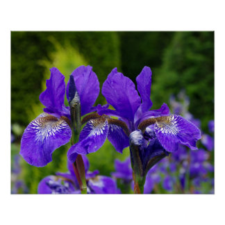 Poster Photographie florale d'Iris sibirica