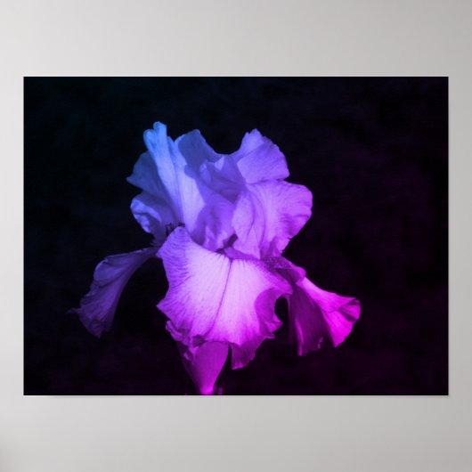 Poster Photographie florale d'iris violet (Devant)