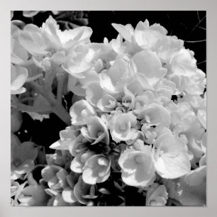 Poster Photographie florale noir et blanc Hydrangea Impri