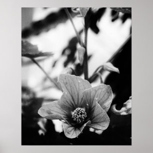 Poster Photographie florale noire et blanche