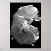 Photographie florale Rose noire et blanche