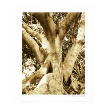 Photographie grand arbre Sepia noir et blanc