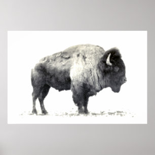 Poster Photographie historique du bison américain
