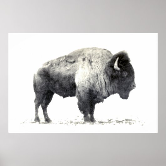 Poster Photographie historique du bison américain (Devant)