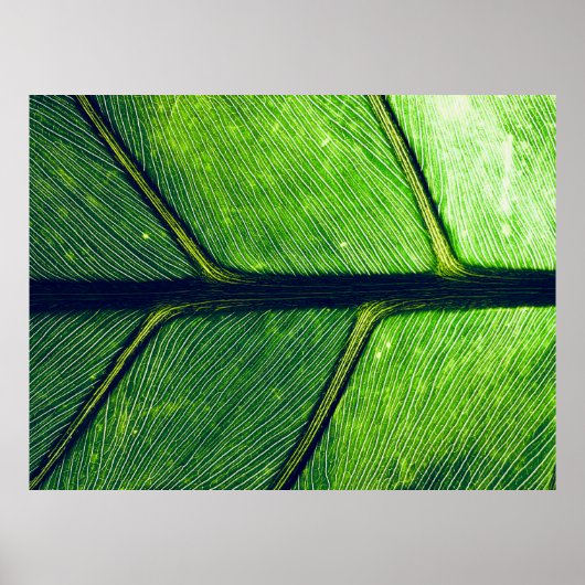 Poster Photographie macro de la feuille verte (Devant)