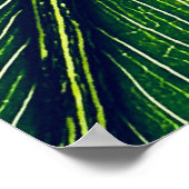 Poster Photographie macro de la feuille verte (Coin)