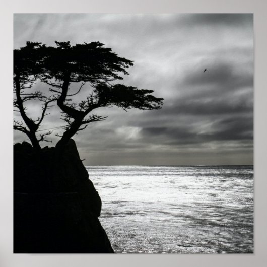 Poster Photographie nature noir et blanc (Devant)