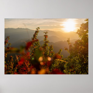 POSTER PHOTOGRAPHIE NATURELLE DES ARBRES VERTS SURPLOMBAN