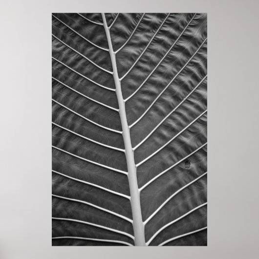 Poster Photographie noir et blanc de feuille de palme tro (Devant)