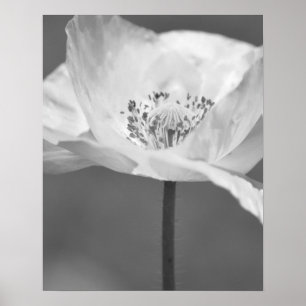 Poster Photographie noir et blanc de la fleur de pavot d'