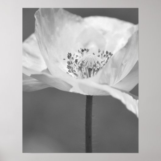 Poster Photographie noir et blanc de la fleur de pavot d' (Devant)
