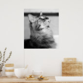 Poster Photographie noir et blanc Maine Coon Kitten (Cuisine)