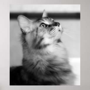 Poster Photographie noir et blanc Maine Coon Kitten