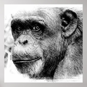Poster Photographie numérique du chimpanzé noir et blanc