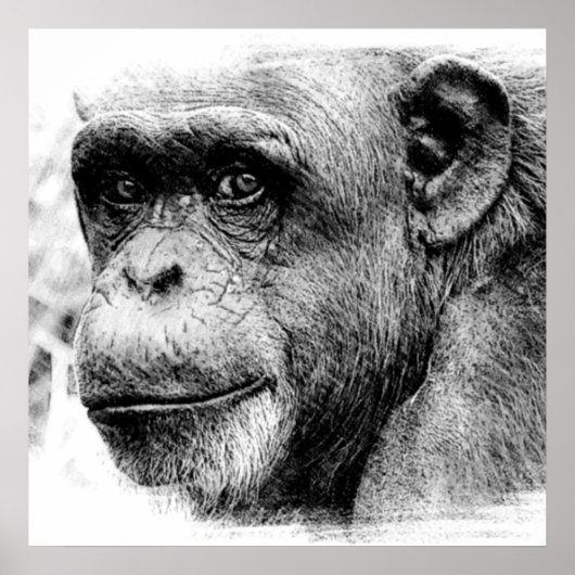Poster Photographie numérique du chimpanzé noir et blanc (Devant)