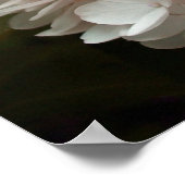 Poster Photographie rose des fleurs d'Hydrangée (Coin)