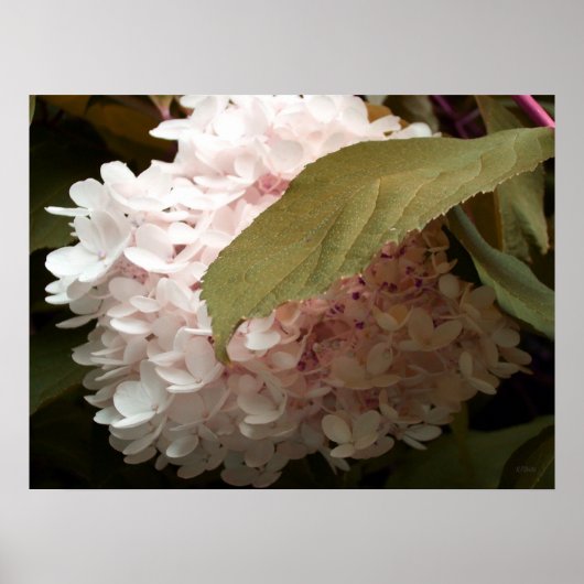 Poster Photographie rose des fleurs d'Hydrangée (Devant)