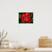 Poster Photographie Rose Rouge (Cuisine)