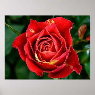 Poster Photographie Rose Rouge