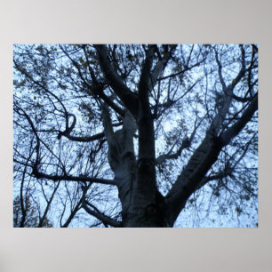 Poster Photographie Silhouette de l'arbre