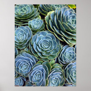 Poster Photographie Succulente Jour Cactus Stock