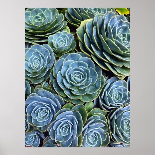 Poster Photographie Succulente Jour Cactus Stock (Devant)
