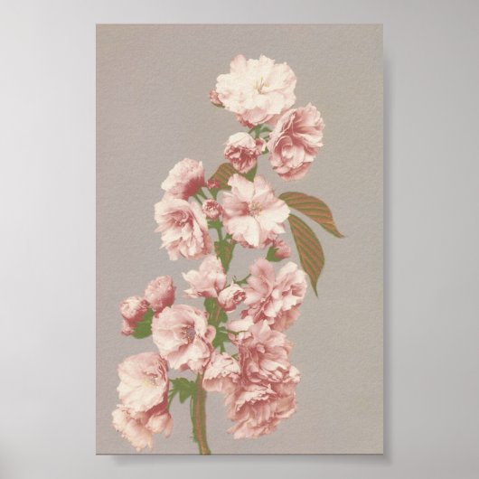 Poster Photographie vintage (Devant)