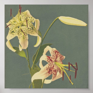 Poster Photographie vintage