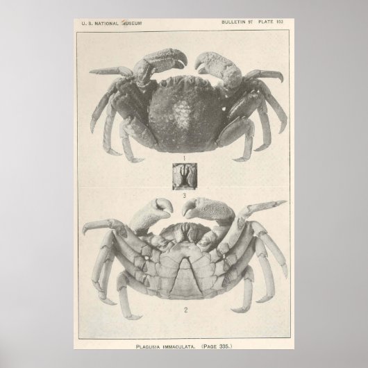 Poster Photographie vintage d'anatomie du crabe (1918) (Devant)