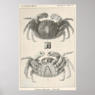 Poster Photographie Vintage de l'anatomie du crabe (1918)