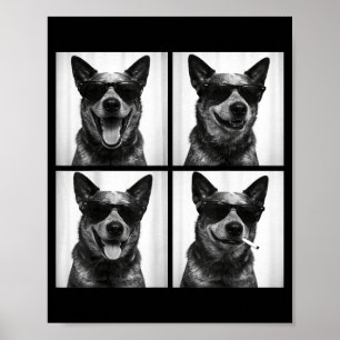 Poster Photomaton chien de bétail australien selfie de ch