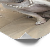 Poster Photos de French Bulldog (Coin)