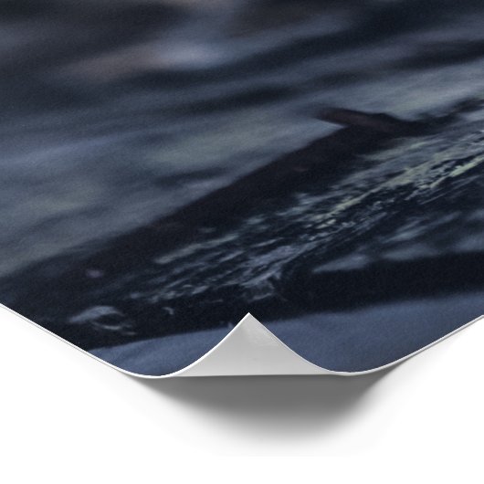 Poster Photos de goélands (Coin)