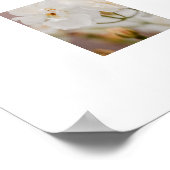 Poster Photos de la nature végétale des Roses blanches (Coin)