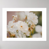 Poster Photos de la nature végétale des Roses blanches (Devant)