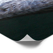 Poster Photos de Loutres de Mer (Coin)