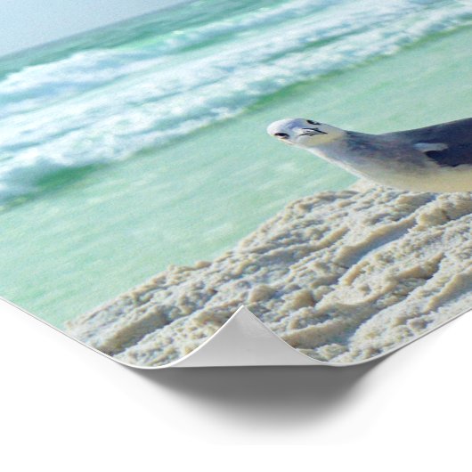 Poster Photos De Mouette Pose Pour Vous Plage Paysage Mar (Coin)