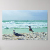 Poster Photos De Mouette Pose Pour Vous Plage Paysage Mar (Devant)