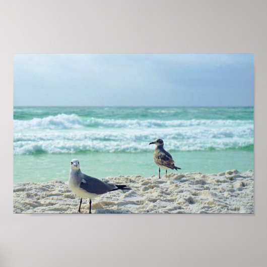 Poster Photos De Mouette Pose Pour Vous Plage Paysage Mar (Devant)