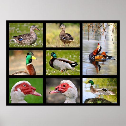 Poster Photos en mosaïque de canards (Devant)