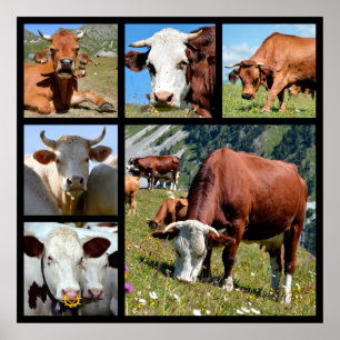 Poster Photos mosaïque de vaches