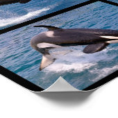 Poster Photos mosaïque d'épaulards (Coin)