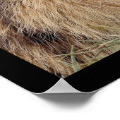 Poster Photos mosaïques de rongeurs (Coin)