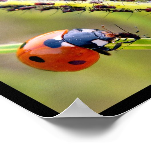 Poster Photos multicolores de coccinelles (Coin)