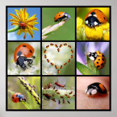 Poster Photos multicolores de coccinelles (Devant)
